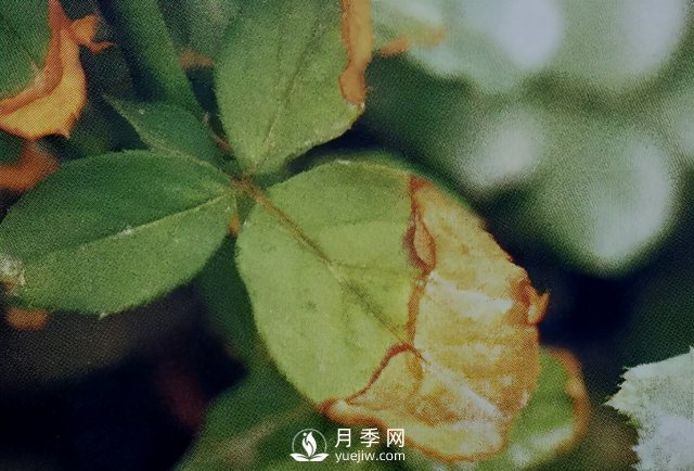 花木慘遭藥害怎么辦？這里有妙招(圖1)