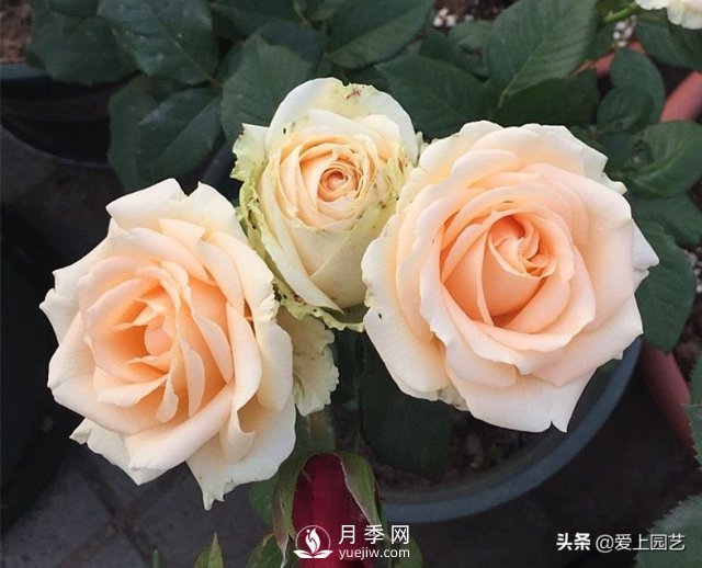 雪山系列月季品種，美麗的手捧花，還是經(jīng)典的花園明星(圖3)