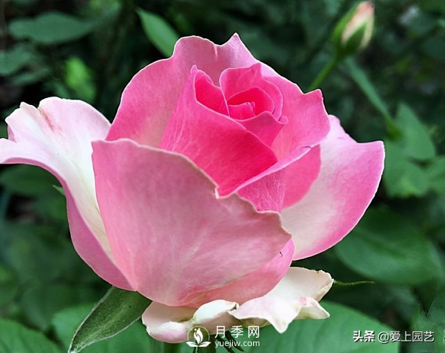 雪山系列月季品種，美麗的手捧花，還是經(jīng)典的花園明星(圖4)
