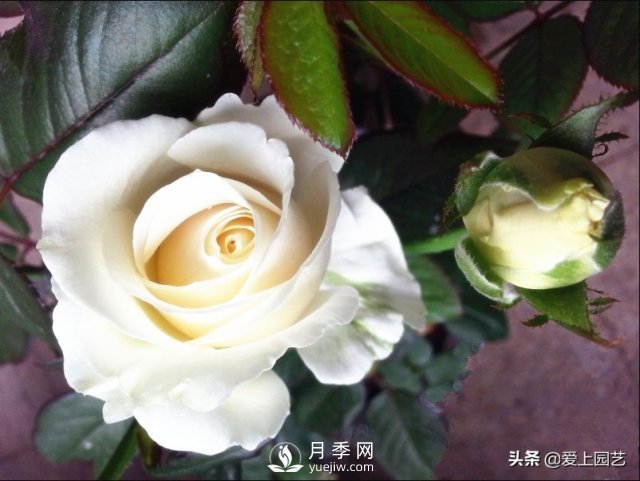 雪山系列月季品種，美麗的手捧花，還是經(jīng)典的花園明星(圖1)