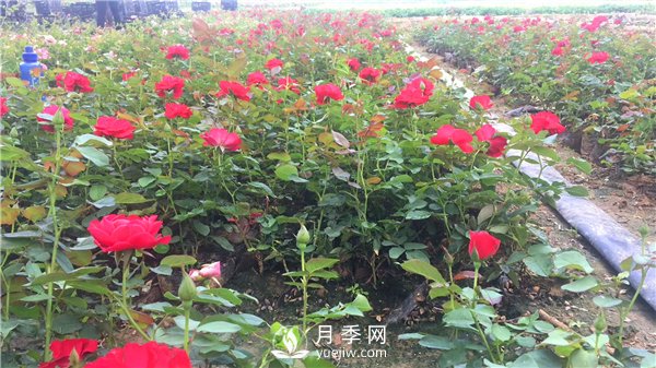 疫情未了，2021年春節(jié)，月季花木企業(yè)應(yīng)該怎么做？(圖1)