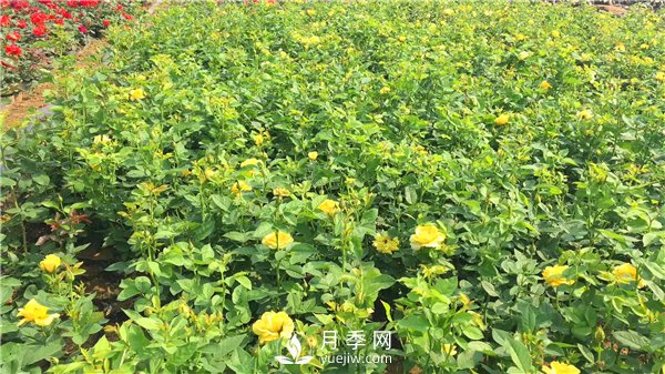 疫情未了，2021年春節(jié)，月季花木企業(yè)應(yīng)該怎么做？(圖3)