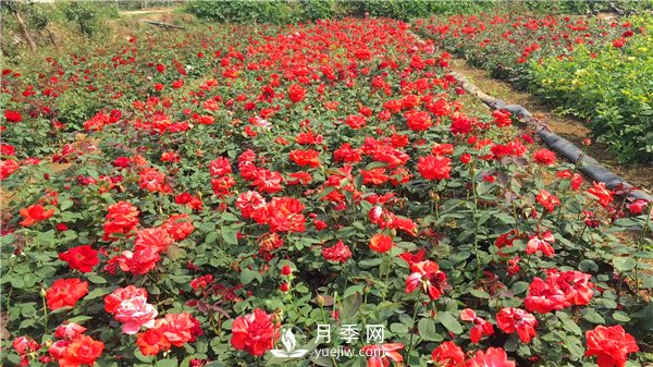 疫情未了，2021年春節(jié)，月季花木企業(yè)應(yīng)該怎么做？(圖2)