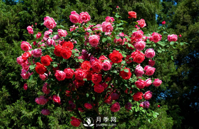 養(yǎng)月季，教你“爆盆大法”，四季開不停每次都爆盆(圖3)