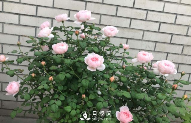 養(yǎng)月季，教你“爆盆大法”，四季開不停每次都爆盆(圖2)