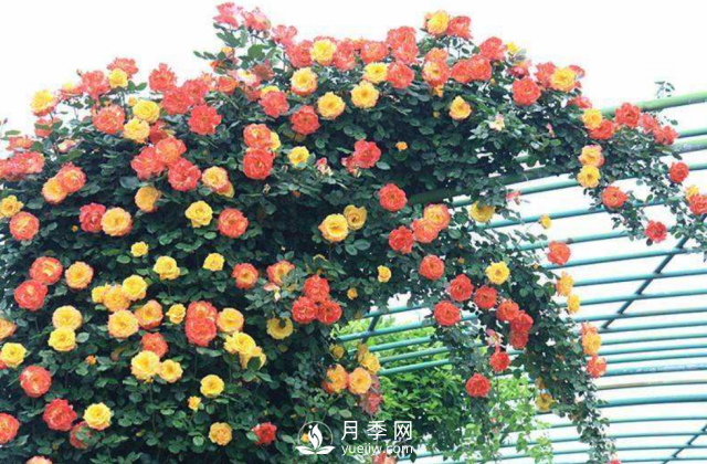 養(yǎng)月季，教你“爆盆大法”，四季開不停每次都爆盆(圖1)