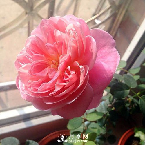 夢之光環(huán)月季，顏值高花瓣一層層，太美了(圖2)