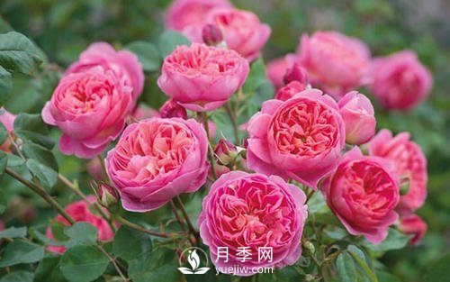 夢之光環(huán)月季，顏值高花瓣一層層，太美了(圖5)