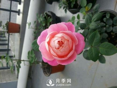 夢之光環(huán)月季，顏值高花瓣一層層，太美了(圖1)