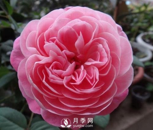 夢之光環(huán)月季，顏值高花瓣一層層，太美了(圖4)