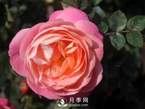夢之光環(huán)月季，顏值高花瓣一層層，太美了(圖3)