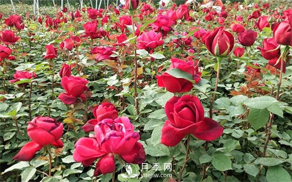 老棵月季苗批發(fā)價格多少？多年生月季苗成活率高？(圖3)