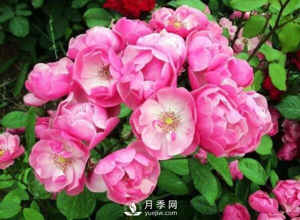 藤本月季多少錢？藤本月季價格相差大差距在哪？(圖1)