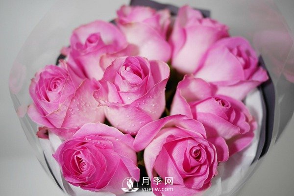 切花月季嫁接苗如何栽培？(圖1)
