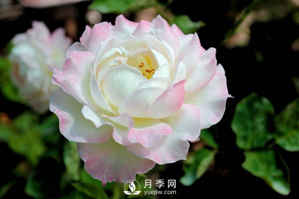 切花月季如何修剪及防治病蟲害？(圖1)