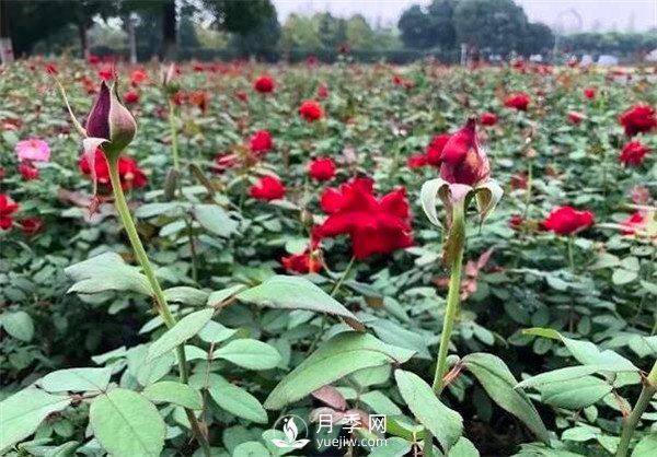“高顏值”大花月季上街！四川成都立交橋月季花帶來了！(圖3)