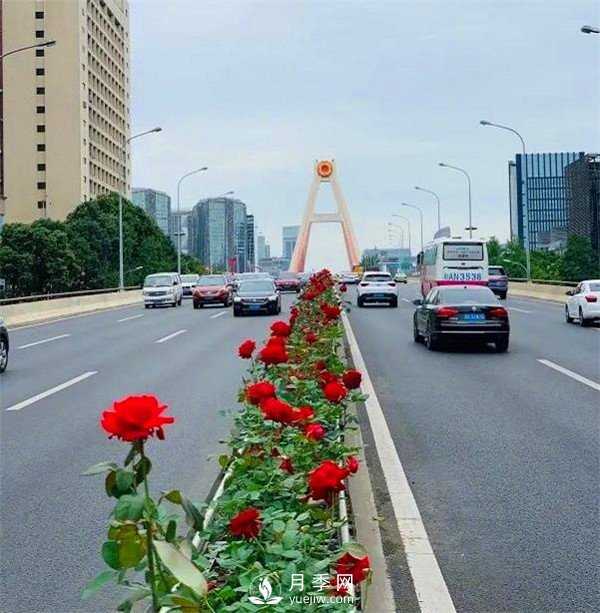 “高顏值”大花月季上街！四川成都立交橋月季花帶來了！(圖1)