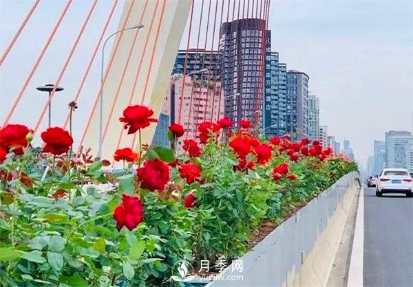 “高顏值”大花月季上街！四川成都立交橋月季花帶來了！(圖2)