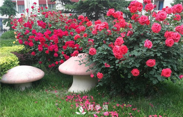 月季在花壇中該如何運用？(圖2)