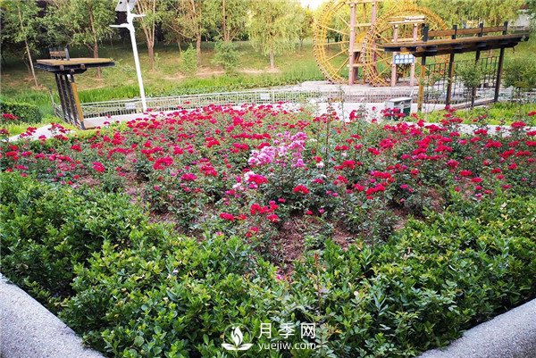 月季在花壇中該如何運用？(圖1)