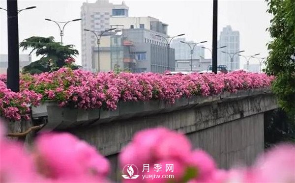 100余萬株月季引進(jìn)，2020年太原市將變身玫瑰之都(圖1)