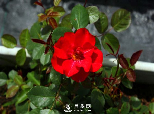 杭州高架“網(wǎng)紅月季花”都有那些品種？(圖3)