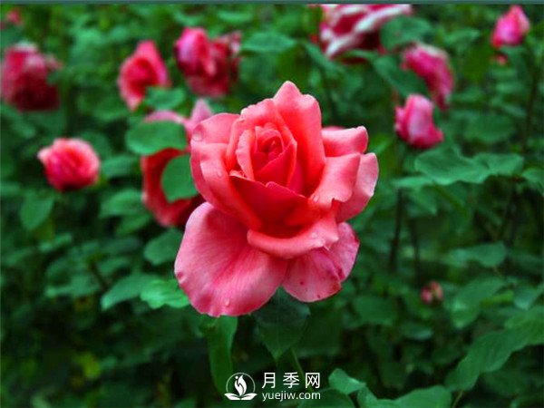 杭州高架“網(wǎng)紅月季花”都有那些品種？(圖4)
