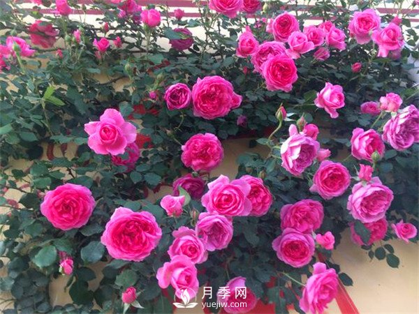 杭州高架“網(wǎng)紅月季花”都有那些品種？(圖7)
