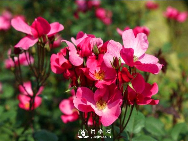 杭州高架“網(wǎng)紅月季花”都有那些品種？(圖6)