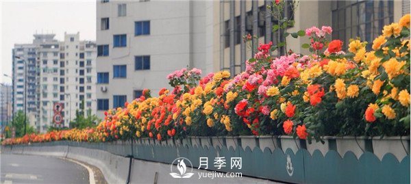 是什么造就了杭州高架月季的美麗？(圖3)