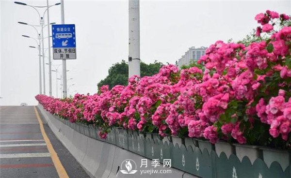 是什么造就了杭州高架月季的美麗？(圖1)