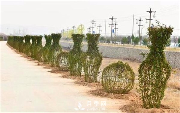 渭南引進(jìn)南陽月季，強(qiáng)勢打造馬趵泉景區(qū)景觀美化帶(圖4)