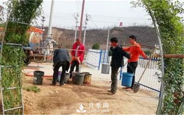渭南引進(jìn)南陽月季，強(qiáng)勢打造馬趵泉景區(qū)景觀美化帶(圖1)