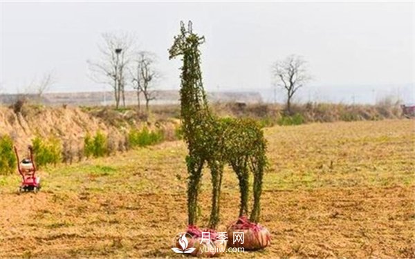 渭南引進(jìn)南陽月季，強(qiáng)勢打造馬趵泉景區(qū)景觀美化帶(圖5)
