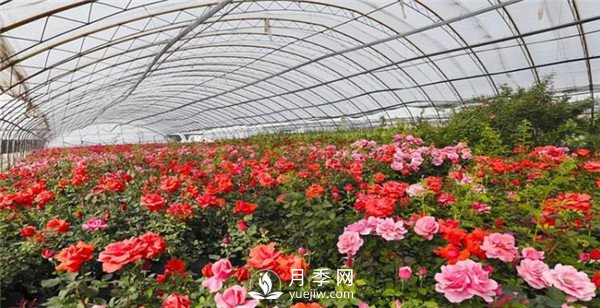 趙世偉：期待南陽，做走向世界的月季先行者！(圖1)