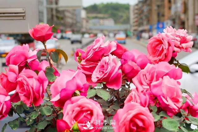 以市花月季為主 打造綿陽(yáng)特色城市景觀(圖1)