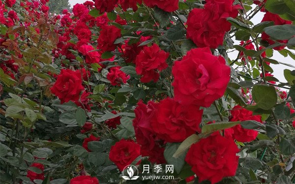 河南方城博望鎮(zhèn)月季園里月月紅(圖2)