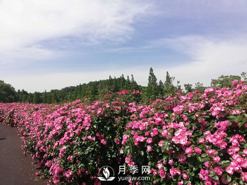 國內(nèi)“安吉拉”月季花墻 有多長？(圖1)