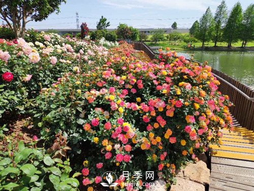 國內(nèi)“安吉拉”月季花墻 有多長？(圖3)