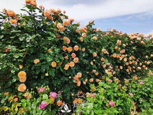 國內(nèi)“安吉拉”月季花墻 有多長？(圖2)