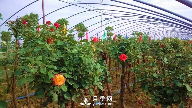 南陽(yáng)樹(shù)狀月季怎么培育，南陽(yáng)月季樹(shù)有什么特點(diǎn)(圖1)