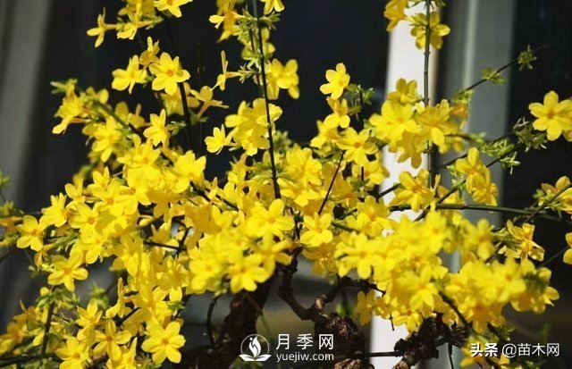 適合種在庭院中春季開花的苗木，月季讓你的庭院更美麗(圖2)