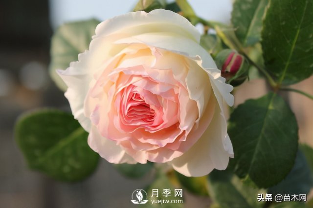 適合種在庭院中春季開花的苗木，月季讓你的庭院更美麗(圖1)