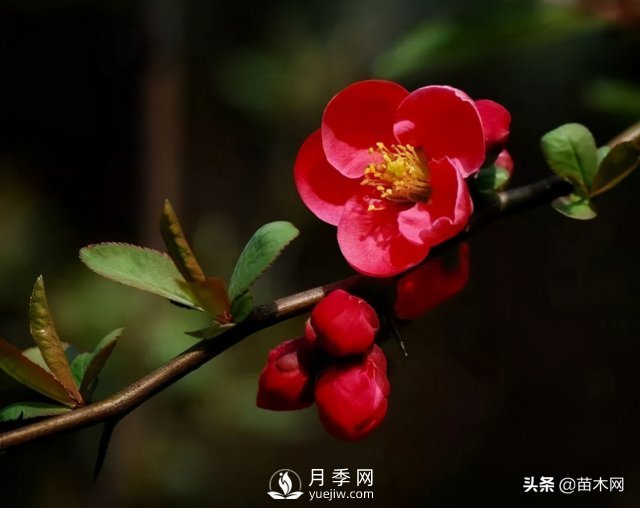 適合種在庭院中春季開花的苗木，月季讓你的庭院更美麗(圖3)