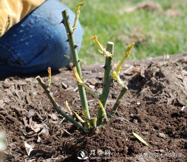 月季開花多更健壯，***重要是養(yǎng)好根系，5招迅速壯根(圖2)