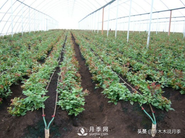 月季開花多更健壯，***重要是養(yǎng)好根系，5招迅速壯根(圖3)