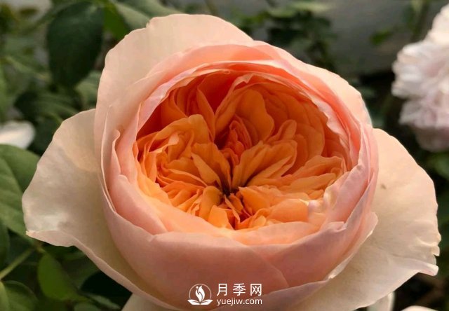 扦插生根的月季移栽以后變成黑干柴，有什么移栽技巧？(圖3)