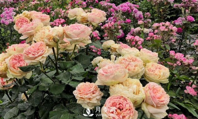 扦插生根的月季移栽以后變成黑干柴，有什么移栽技巧？(圖4)