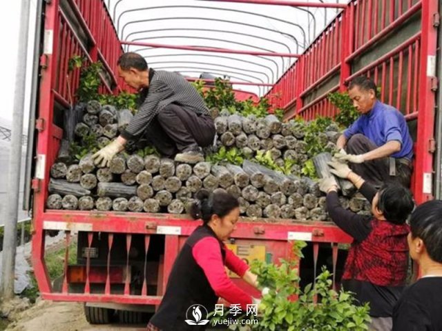 苗木運(yùn)輸這樣搞，才能省錢(圖1)