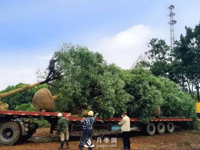 苗木旺季，想掙穩(wěn)當(dāng)錢，苗木物流運(yùn)輸很重要(圖1)